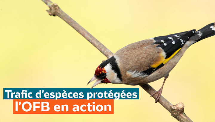 Rencontre mensuelle : Le trafic d'espèces protégées : l'OFB en action
